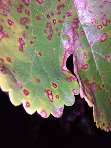 Mulberry Leaf Spot
