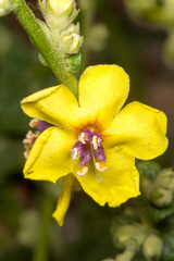 Verbascum sinuatum