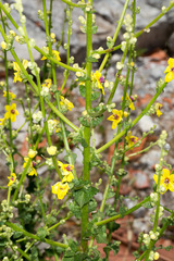 Verbascum sinuatum