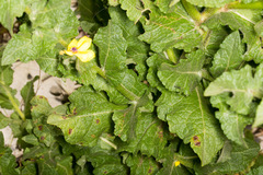Verbascum sinuatum