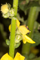 Verbascum sinuatum