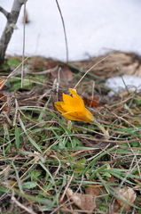 Crocus angustifolius