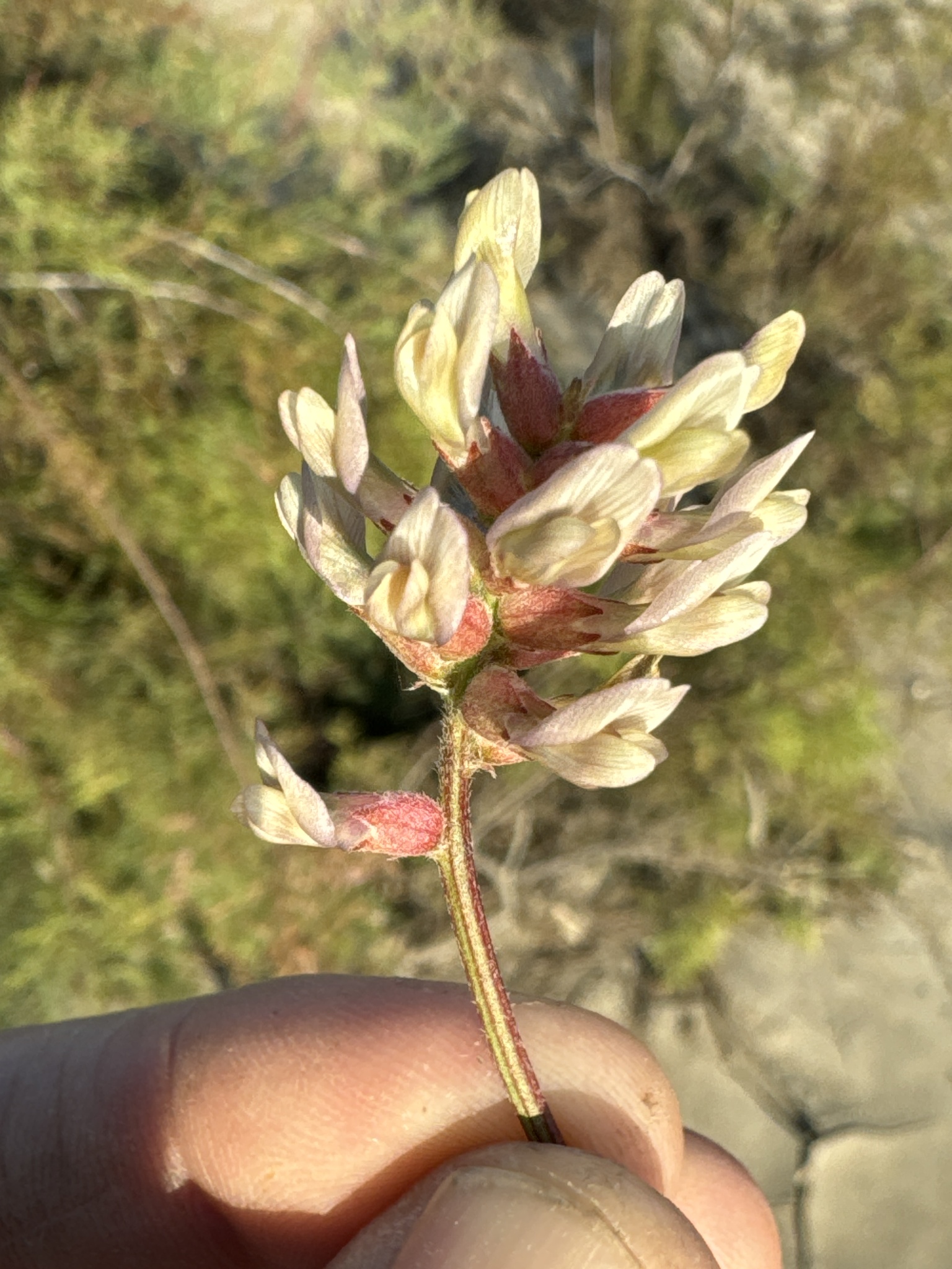 Astragalus hornii
