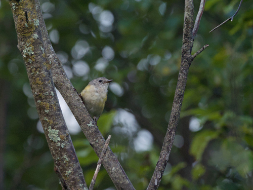 Setophaga ruticilla image
