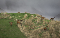Cervus elaphus elaphus