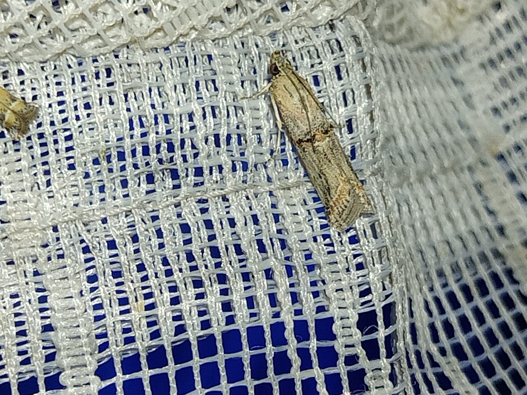 Psorosa mediterranella