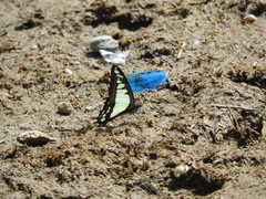 Graphium cloanthus