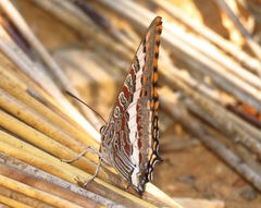 Charaxes pelias