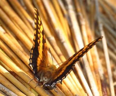 Charaxes pelias
