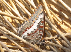 Charaxes pelias