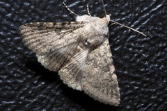 Polydesma umbricola
