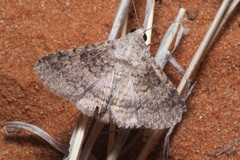 Polydesma umbricola