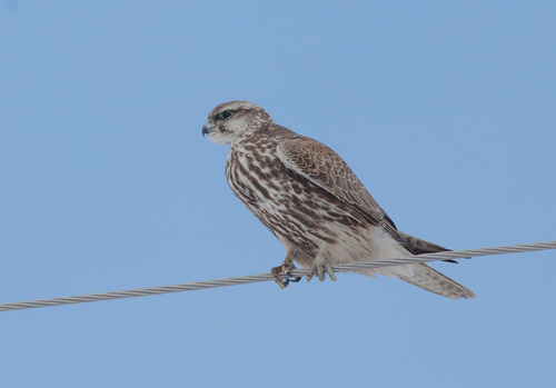 Saker Falcon, photo 6 of 8