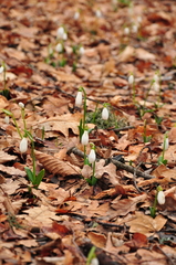 Galanthus plicatus