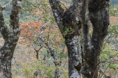 Brachystegia spiciformis