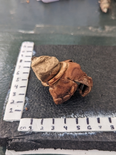 Geastrum