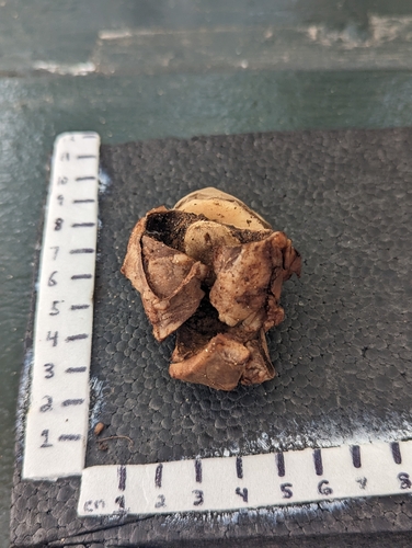 Geastrum (Photo 2 of 2)