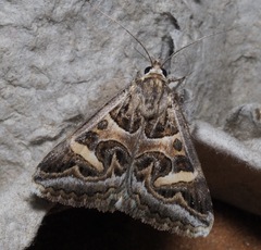 Cerocala vermiculosa