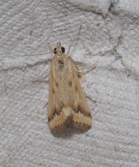 Achyra coelatalis