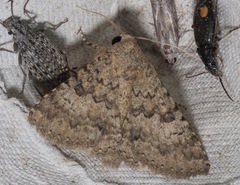Polydesma umbricola