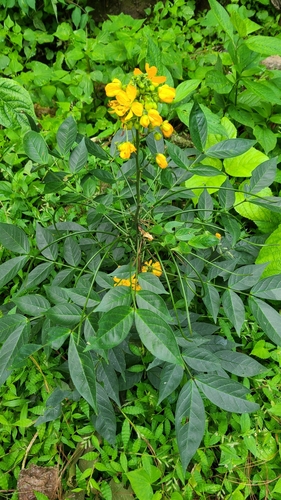 Image of Senna hirsuta by no rights reserved
