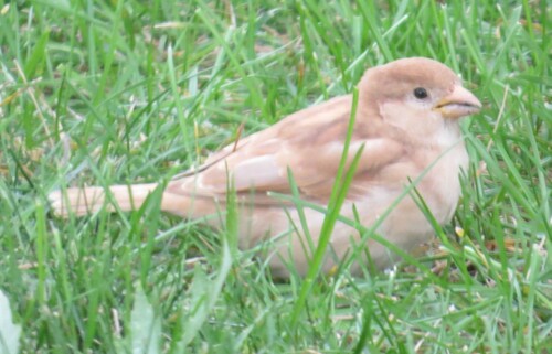 House Sparrow photographed in Minnesota