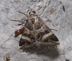 Cerocala vermiculosa