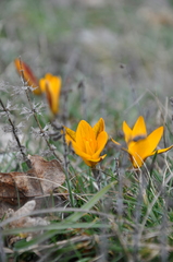 Crocus angustifolius