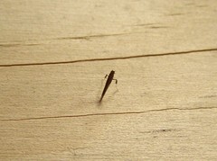 Caloptilia azaleella