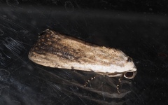 Tachosa brunnescens