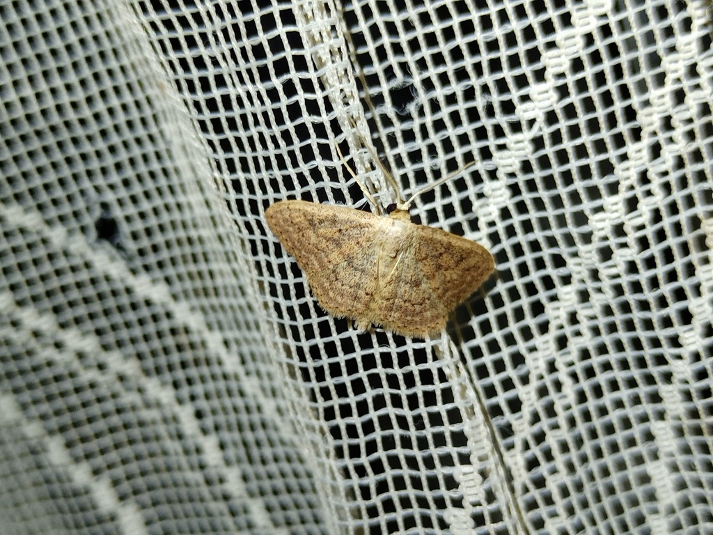 Scopula guancharia