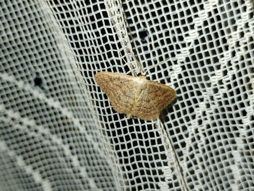 Scopula guancharia