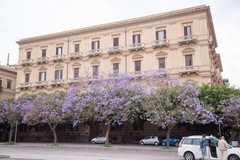 Jacaranda mimosifolia