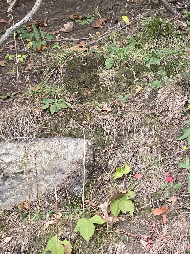 Pincushion Moss from Chestnut Hill Driveway, Boston, MA, US on October