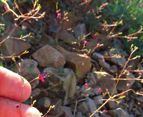 Image of Boerhavia gracillima by (c) Annika Lindqvist, some rights reserved (CC BY)