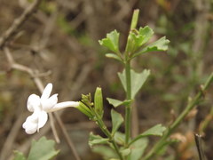 Chascanum cuneifolium
