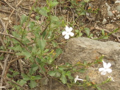 Chascanum cuneifolium