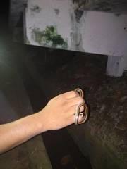 Oligodon octolineatus