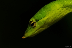 Ahaetulla farnsworthi