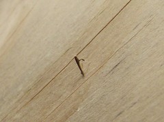 Caloptilia azaleella