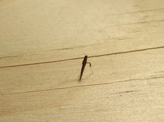 Caloptilia azaleella