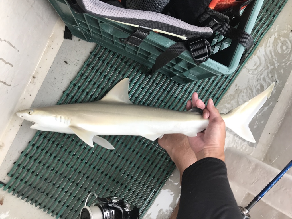 Blackspot Shark