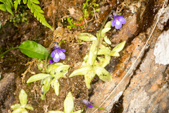 Pinguicula leptoceras