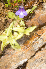 Pinguicula leptoceras