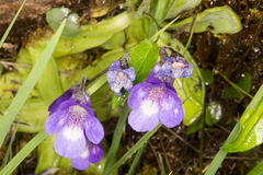 Pinguicula leptoceras