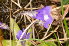 Pinguicula leptoceras