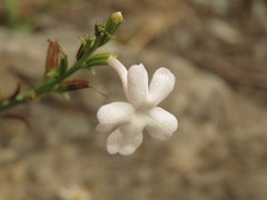 Chascanum cuneifolium