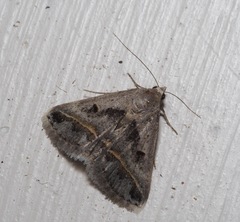 Acantholipes trimeni