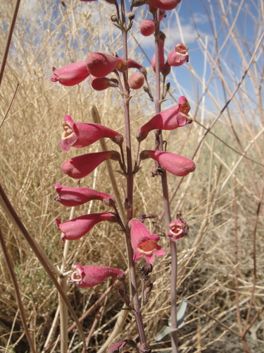 Penstemon floridus var. austinii
