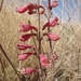 Panamint Penstemon - Photo (c) Luke Armstrong, some rights reserved (CC BY-NC)